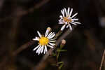 White panicle aster